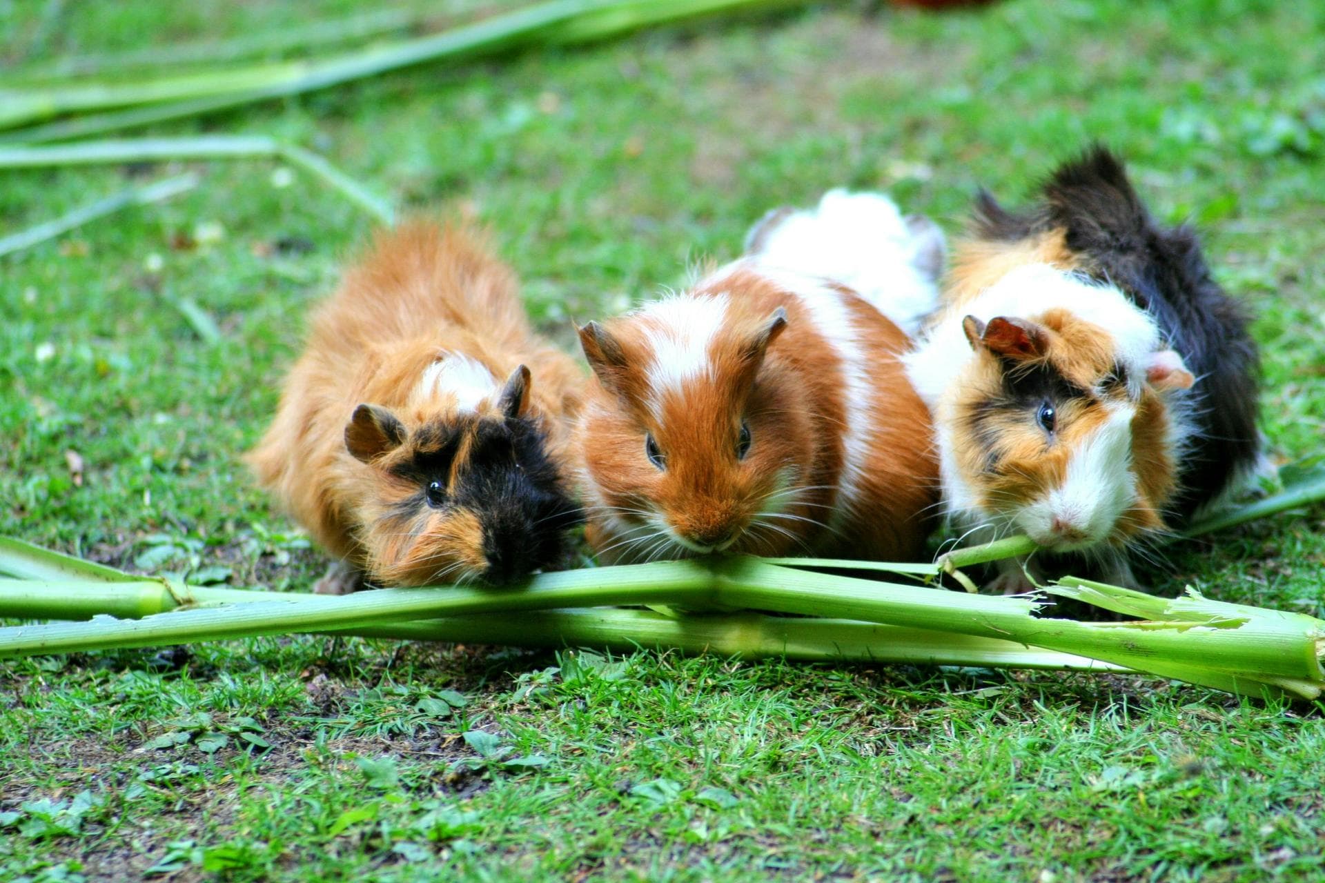 Emergency vets in Harlow