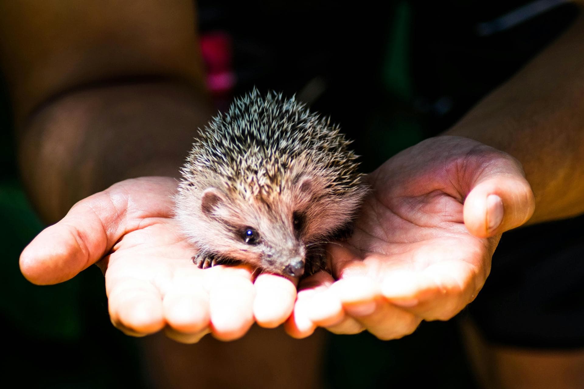 Emergency vets in Harlow