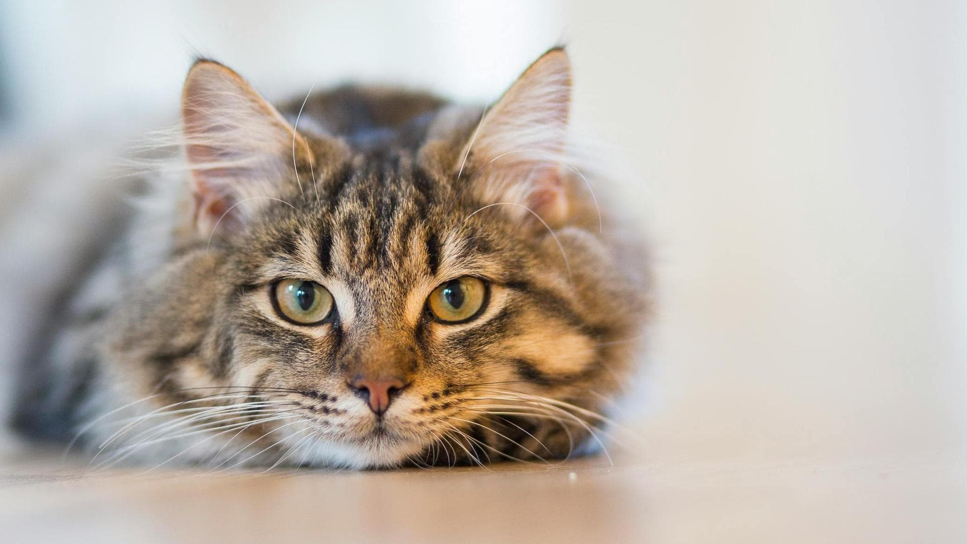 Emergency vets in Harlow